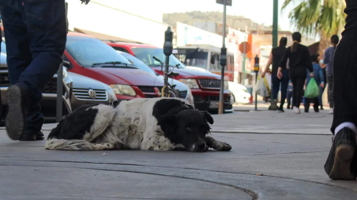 Perros callejeros - Mike Acosta (5)